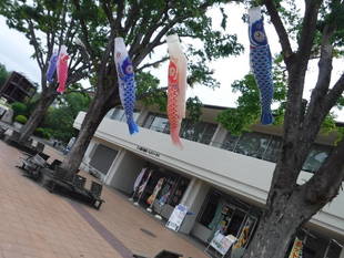 こいのぼりを取り付けました。