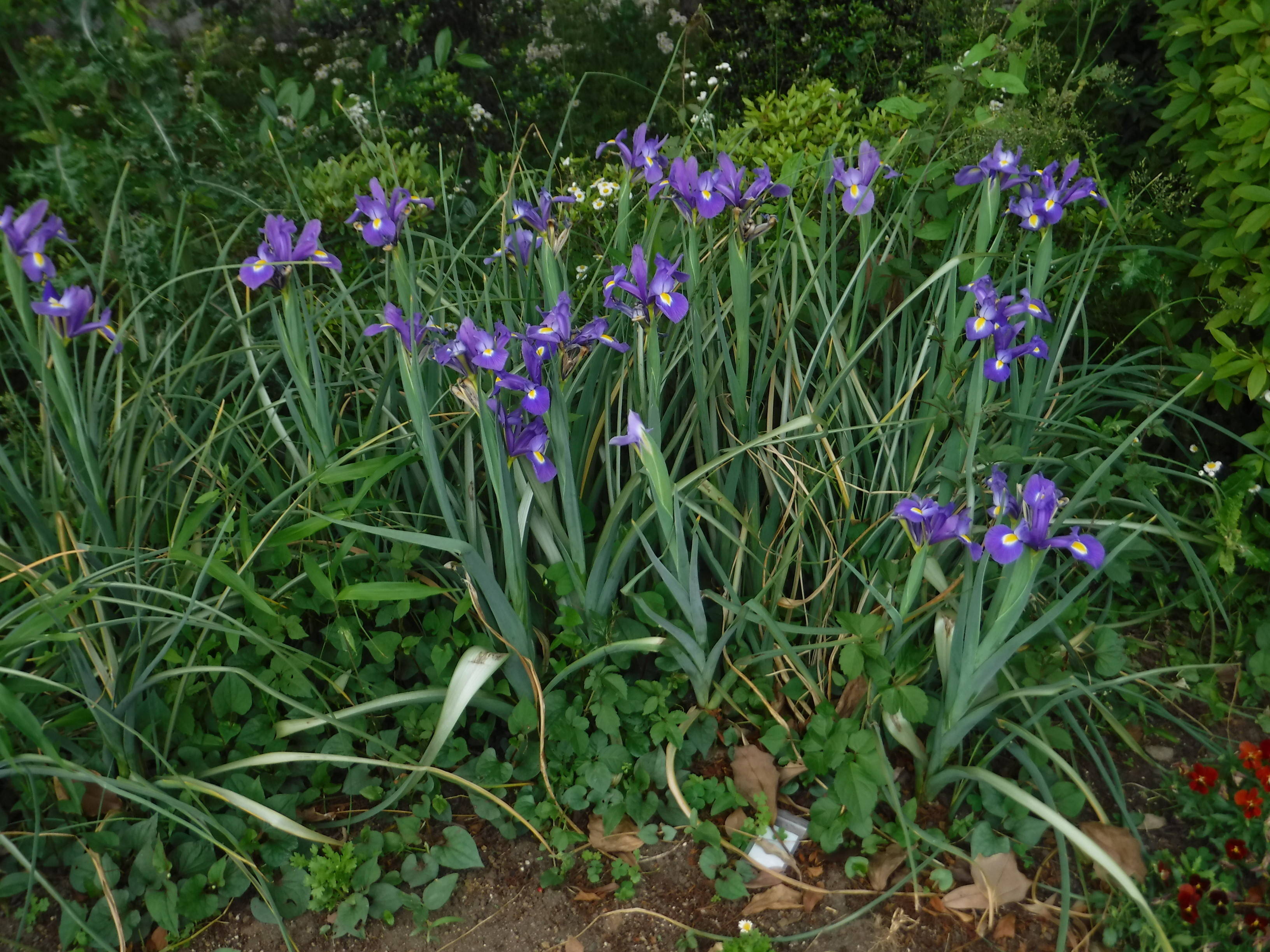 いま園内で咲いている花を紹介します。の写真