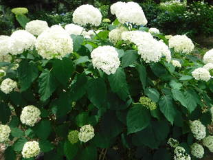 アジサイが咲き始めております