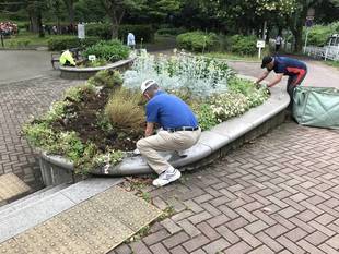 夏花壇の植え替え準備のため、古い花苗を抜き取りました。