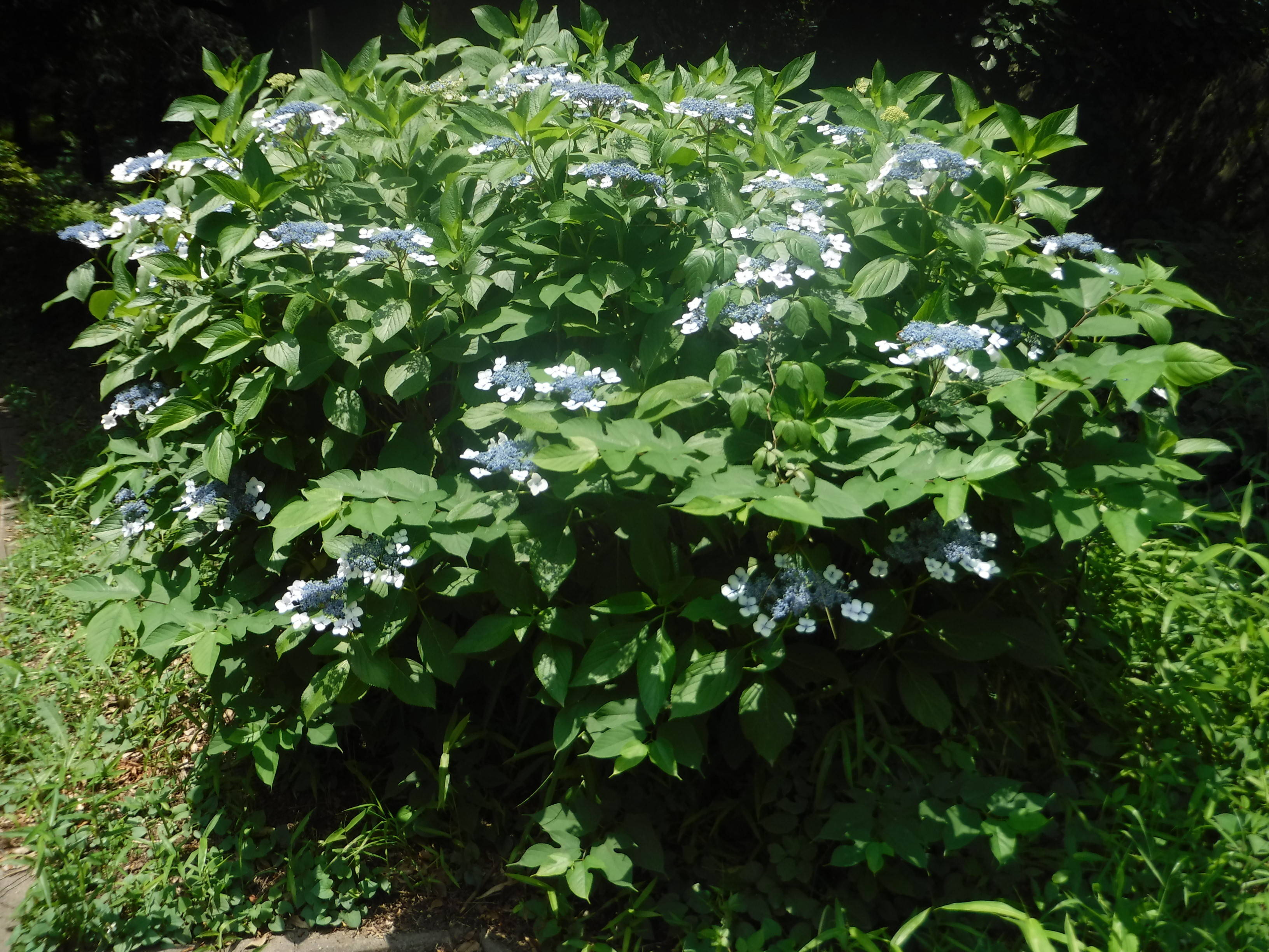 季節の花々(3)ガクアジザイの写真