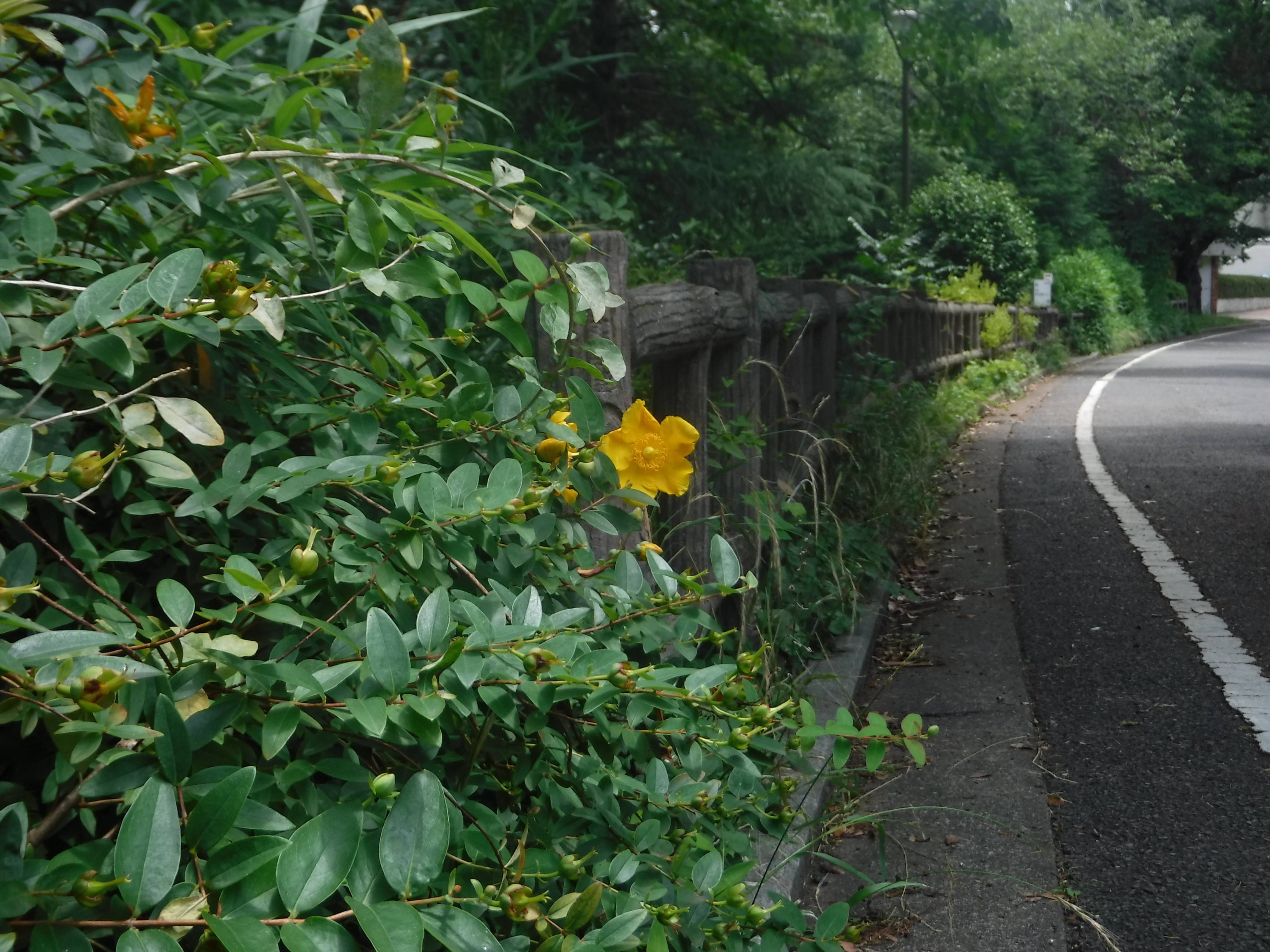 季節の花々(1)キンシバイの写真