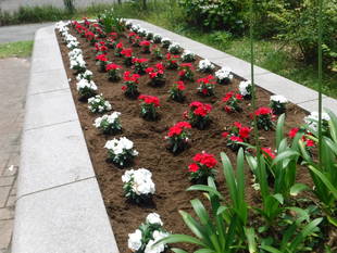公園入口（自由広場側）花壇の花苗を植え替えました。