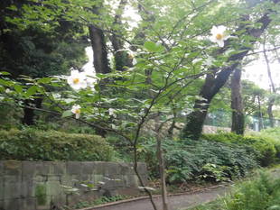 季節の花々（４）ナツツバキ