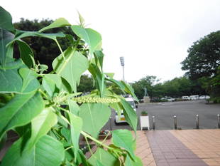 ナンキンハゼ（2018年6月21日）