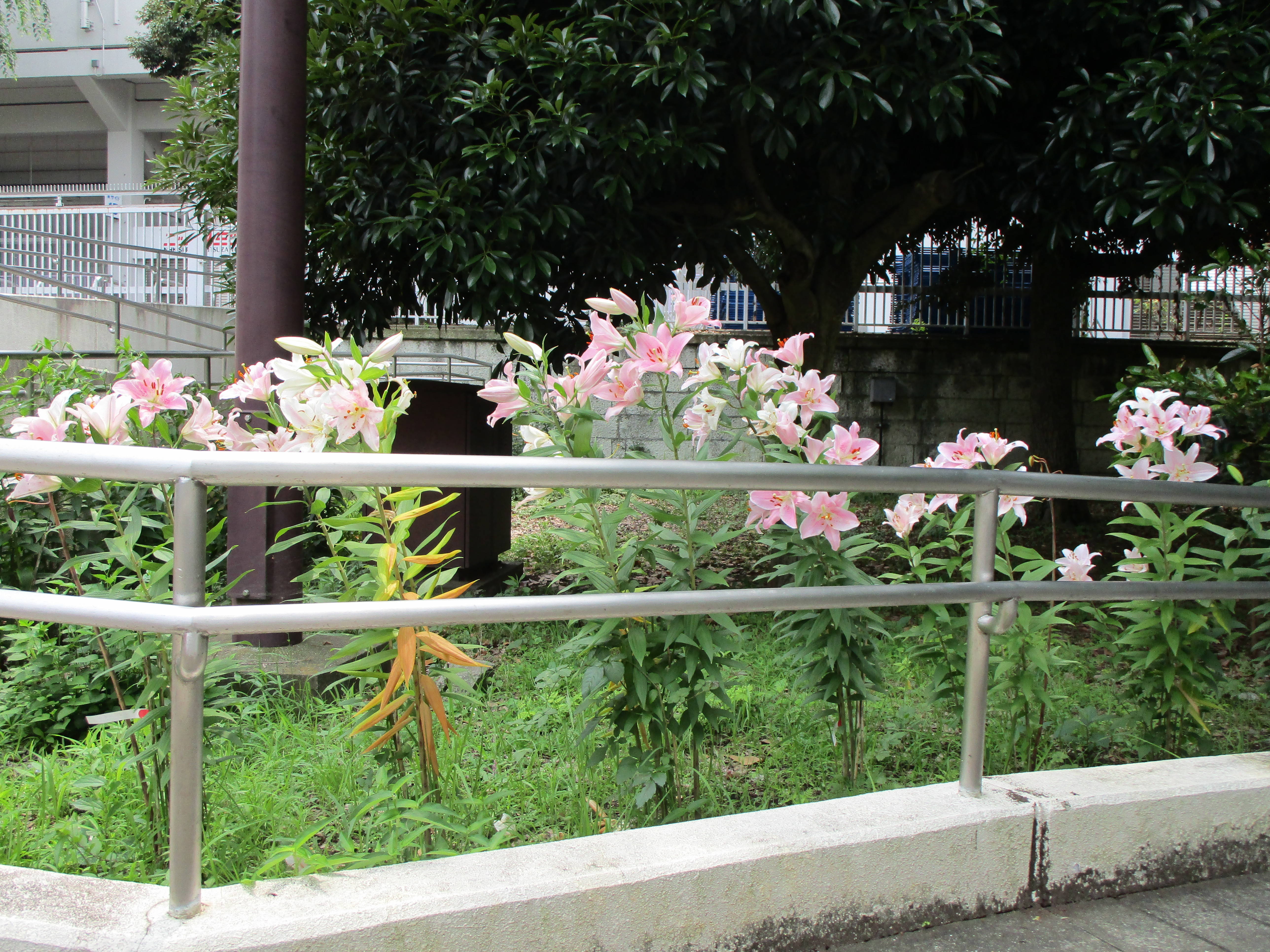 季節の花々(5)ユリの写真