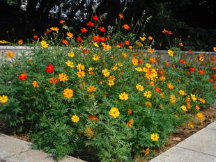 季節の花々（7）キバナコスモス