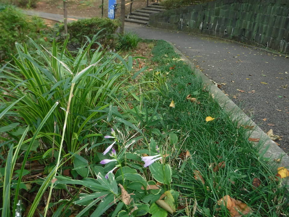季節の花々(8)ギボウシの写真