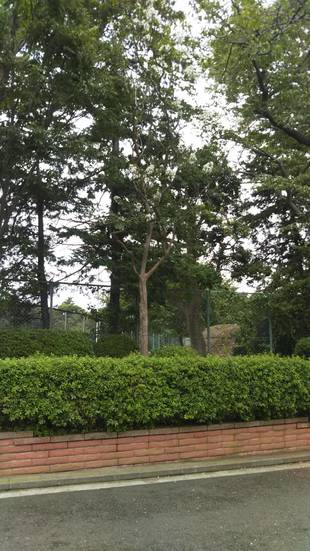 季節の花々（9）サルスベリ