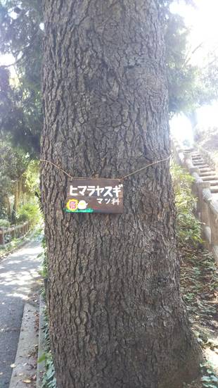 MIPGCの活動がタウンニュース神奈川区版に掲載されました