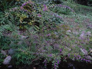 季節の花々（11）コムラサキ