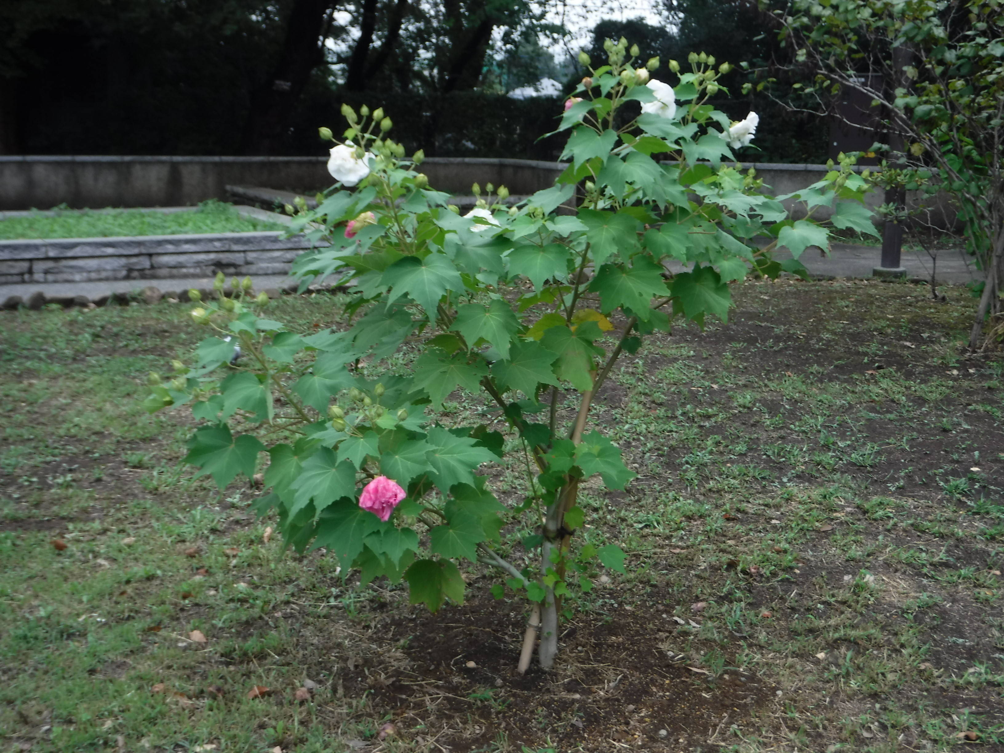 季節の花々(10)スイフヨウの写真