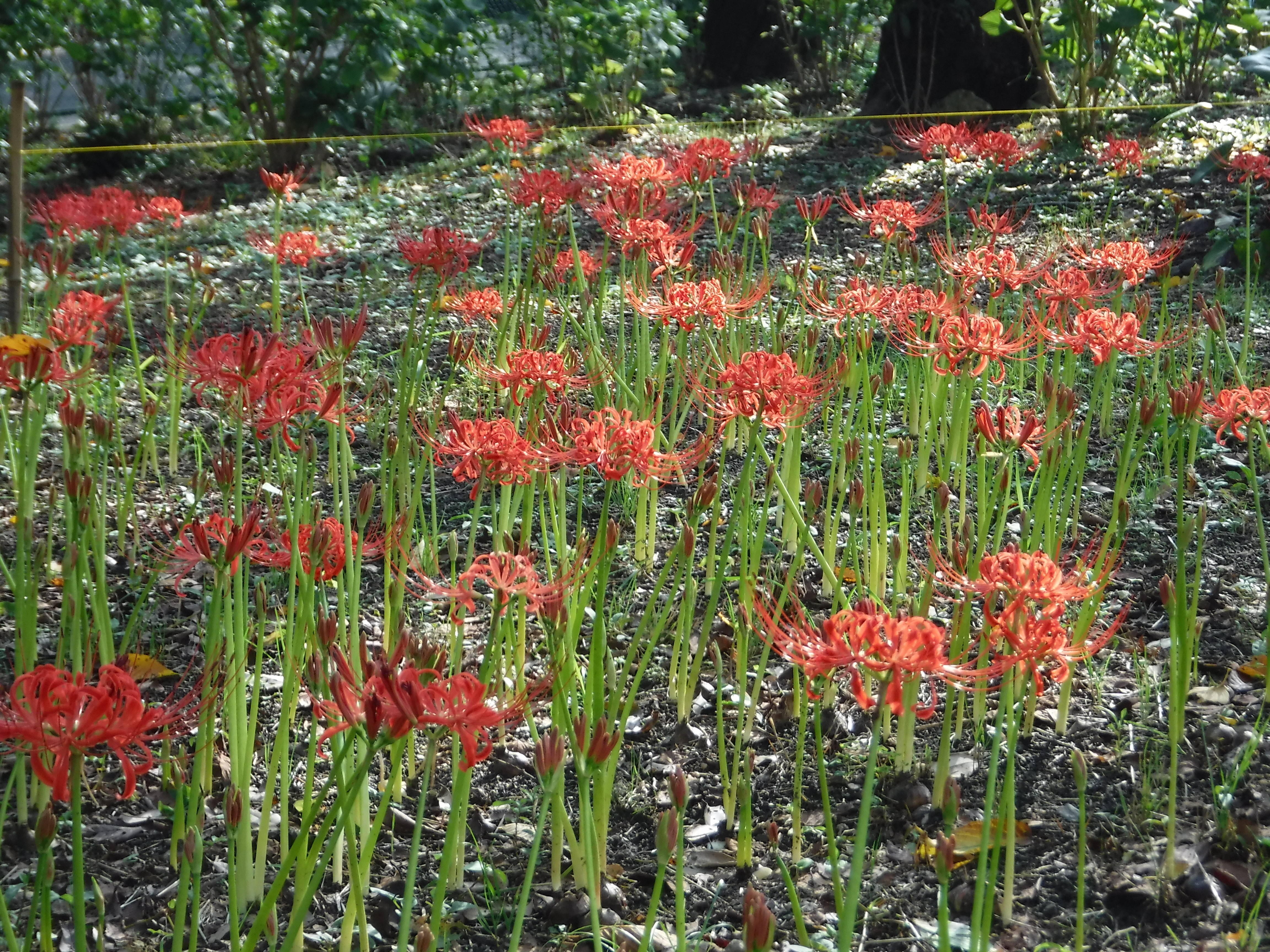 季節の花々(13)ヒガンバナの写真