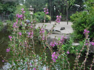 季節の花々（14）ミソハギ