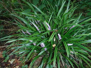 季節の花々（12）ヤブラン