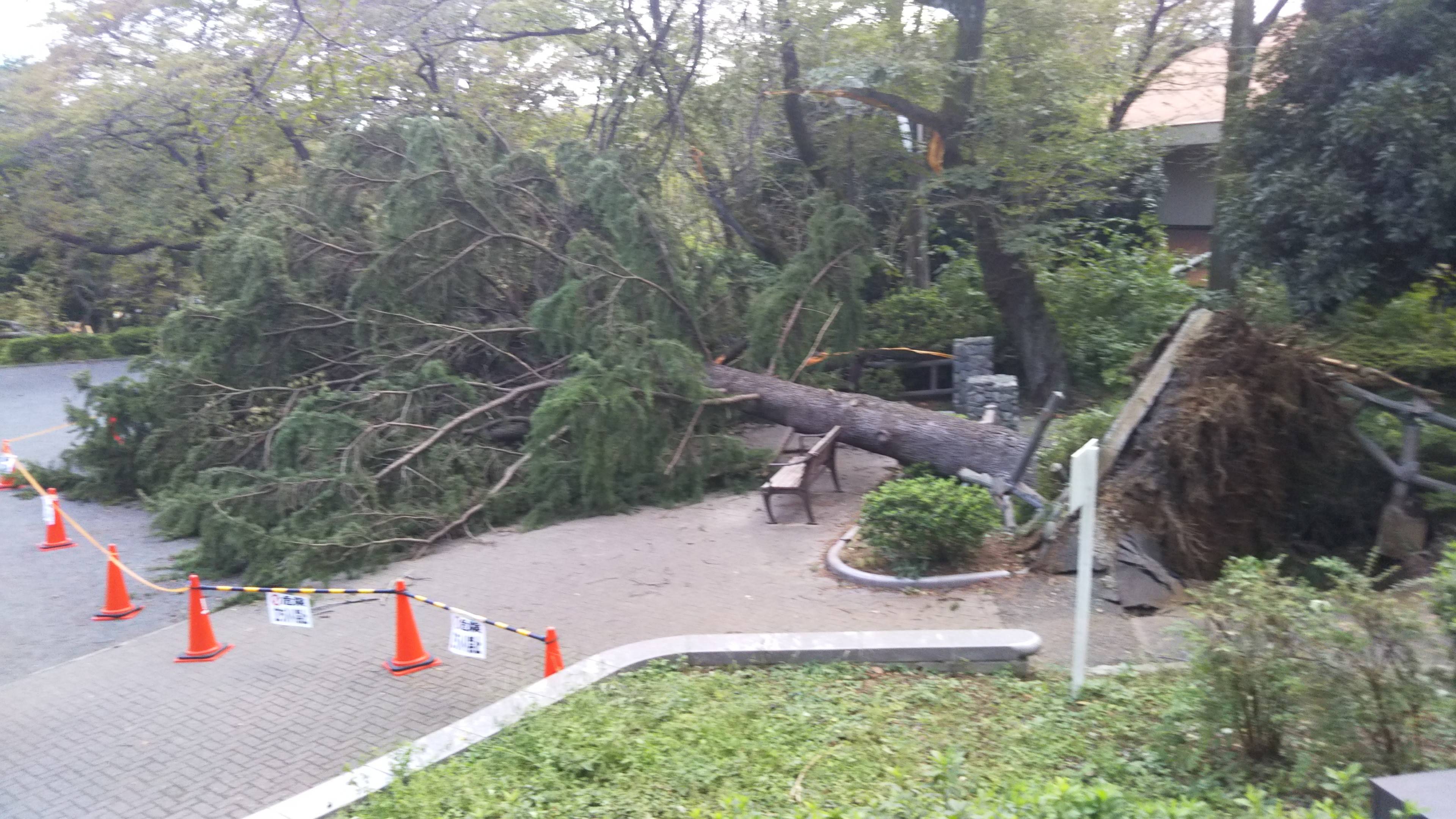 台風24号の爪痕の写真
