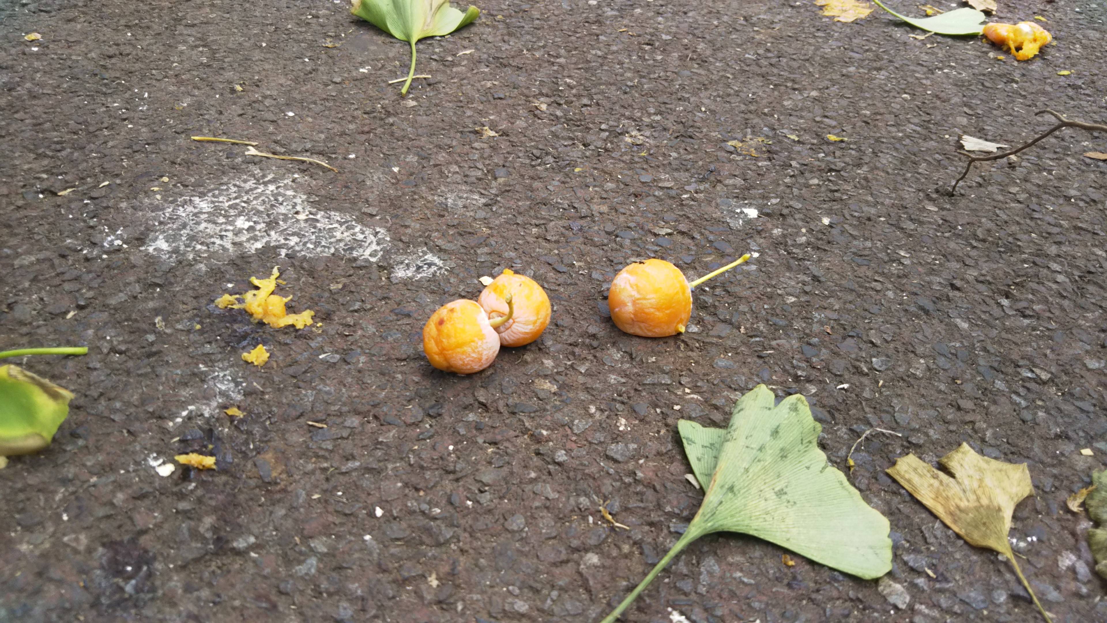 銀杏の写真