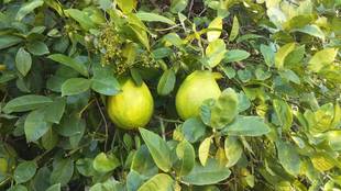 ジャンボレモン