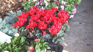 季節の花々（15）シクラメン