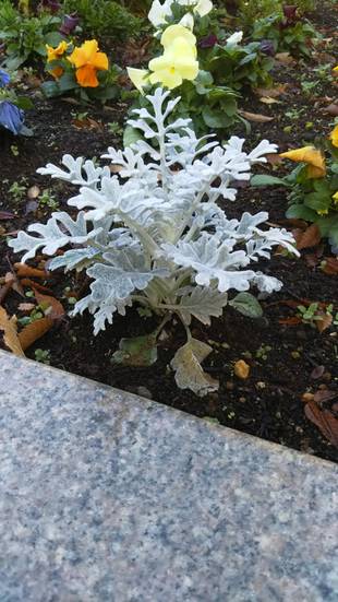 季節の花々（17）シロタエギク