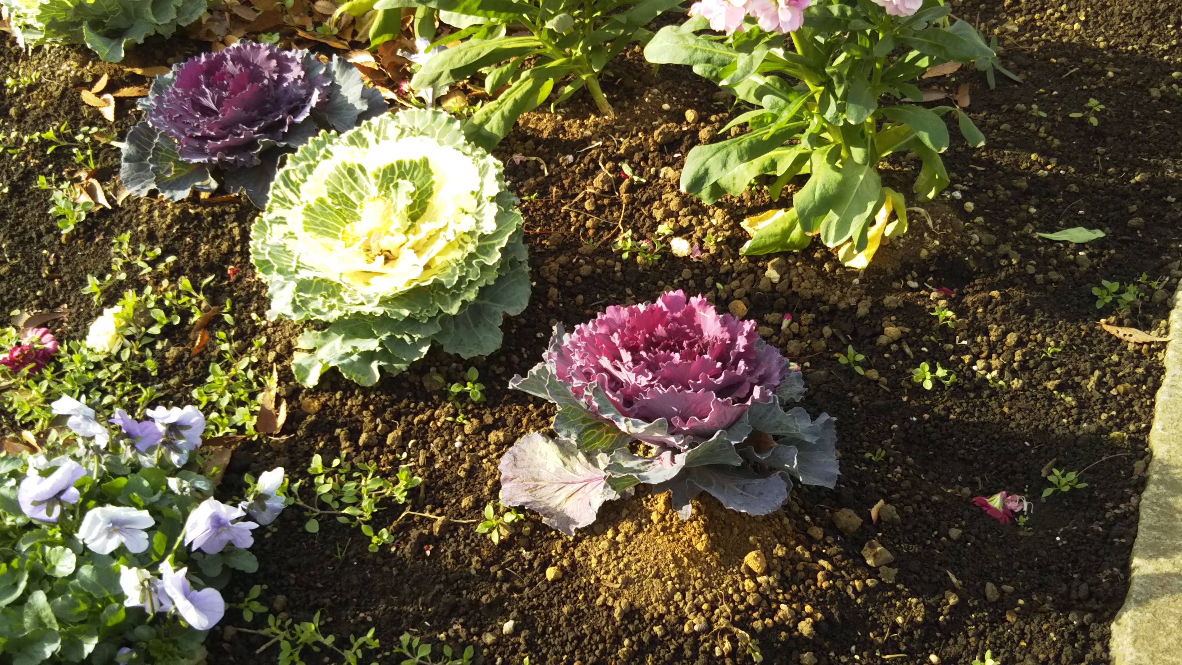 季節の花々(18)ハボタンの写真