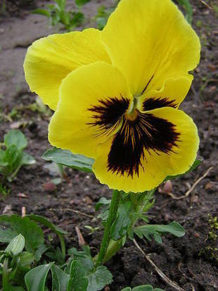 季節の花々（16）ビオラ