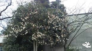 季節の花々（20）ウメ