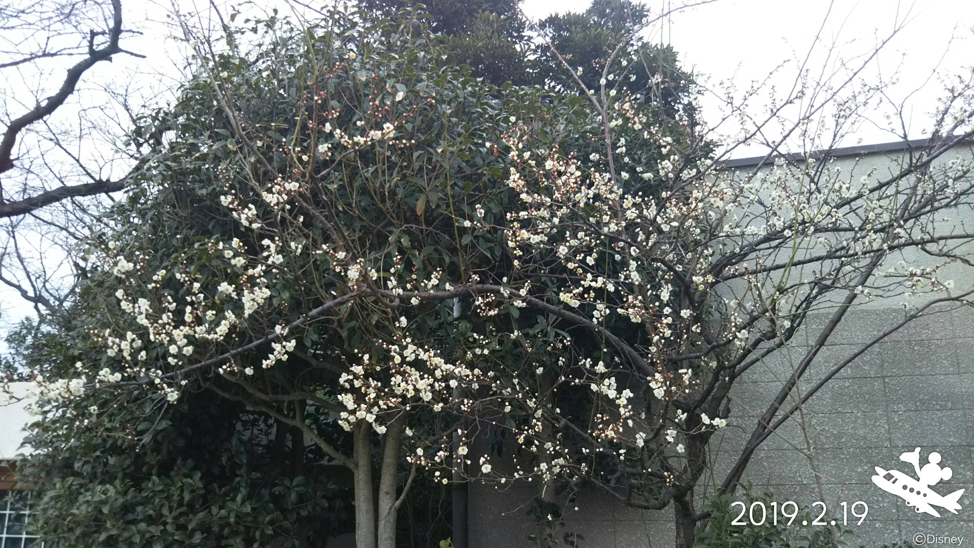 季節の花々(20)ウメの写真