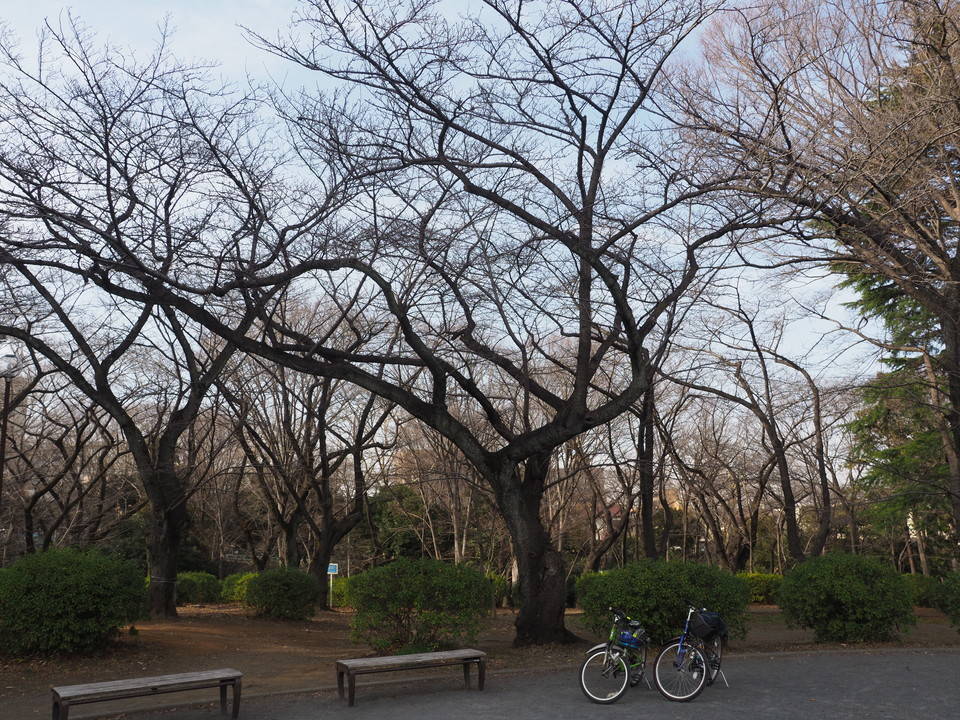 三ツ沢公園桜開花情報【3月2日号】の写真