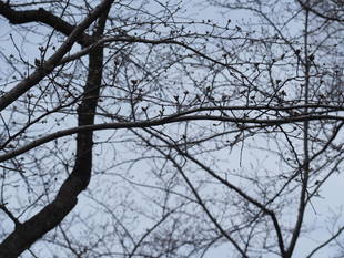 三ツ沢公園桜開花情報【3月19日号】