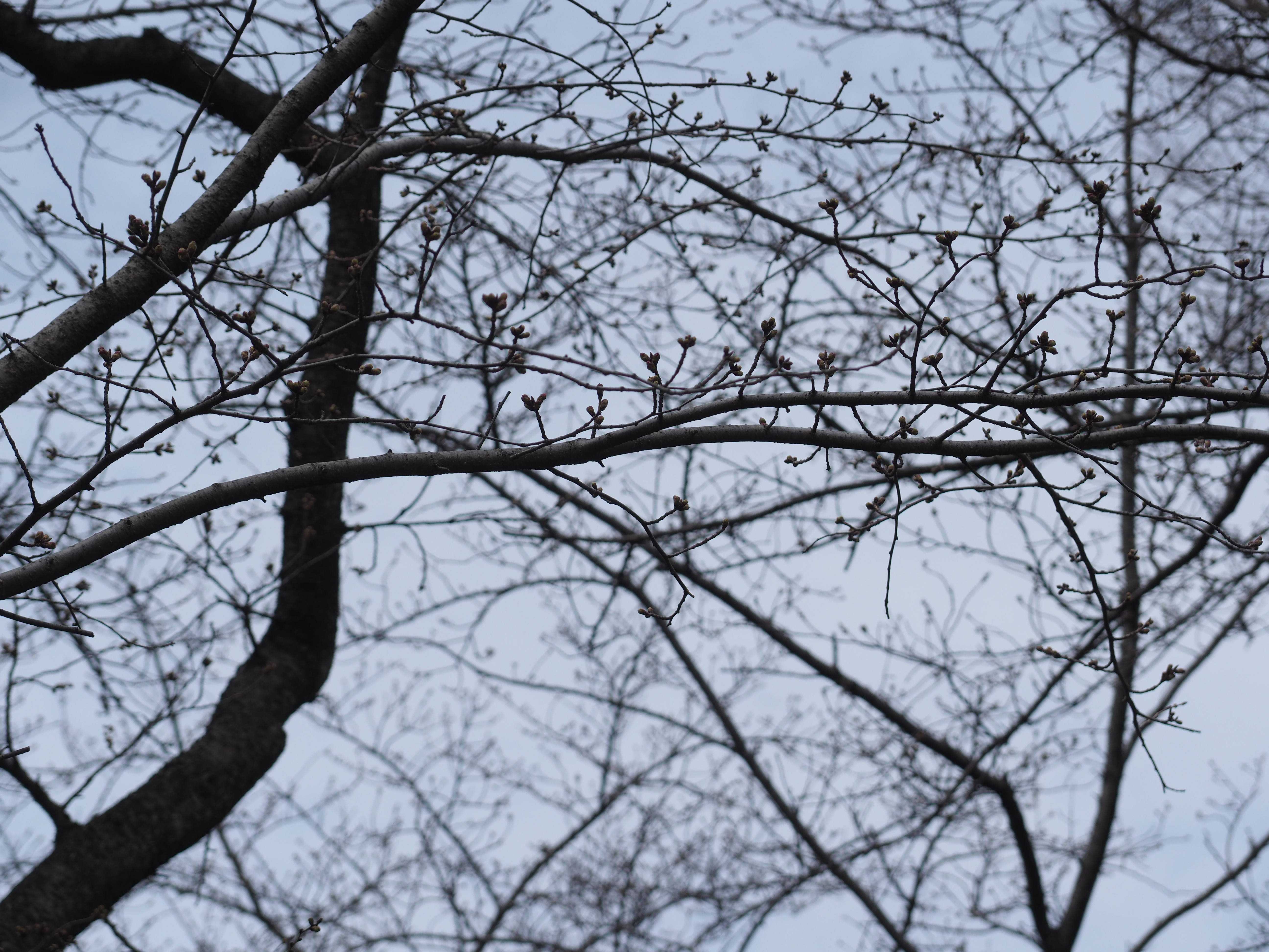 三ツ沢公園桜開花情報【3月19日号】の写真