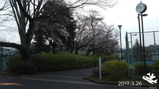 三ツ沢公園桜開花情報【3月26日号】