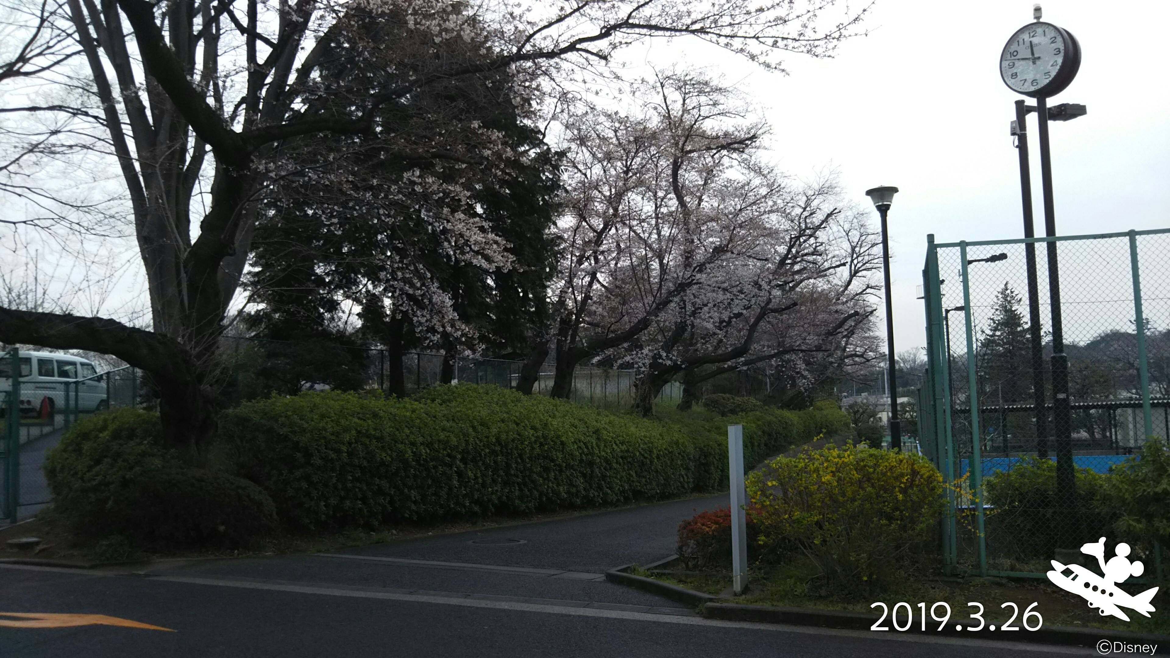 三ツ沢公園桜開花情報【3月26日号】の写真