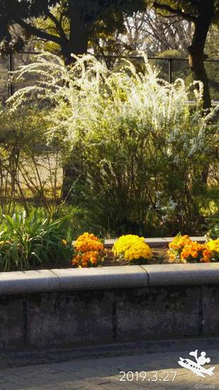 季節の花々（21）ユキヤナギ