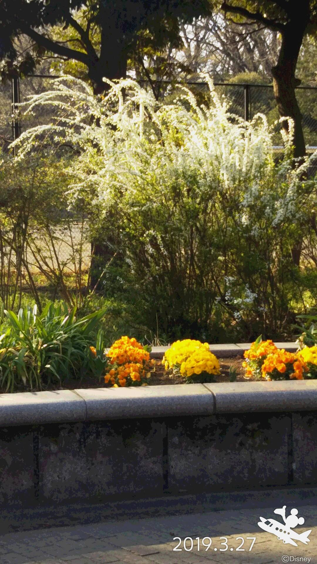 季節の花々(21)ユキヤナギの写真