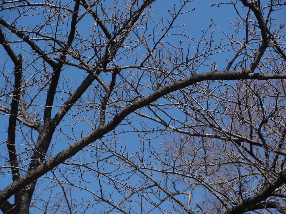 三ツ沢公園桜開花情報【3月13日号】の写真