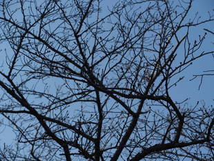 三ツ沢公園桜開花情報【3月15日号】