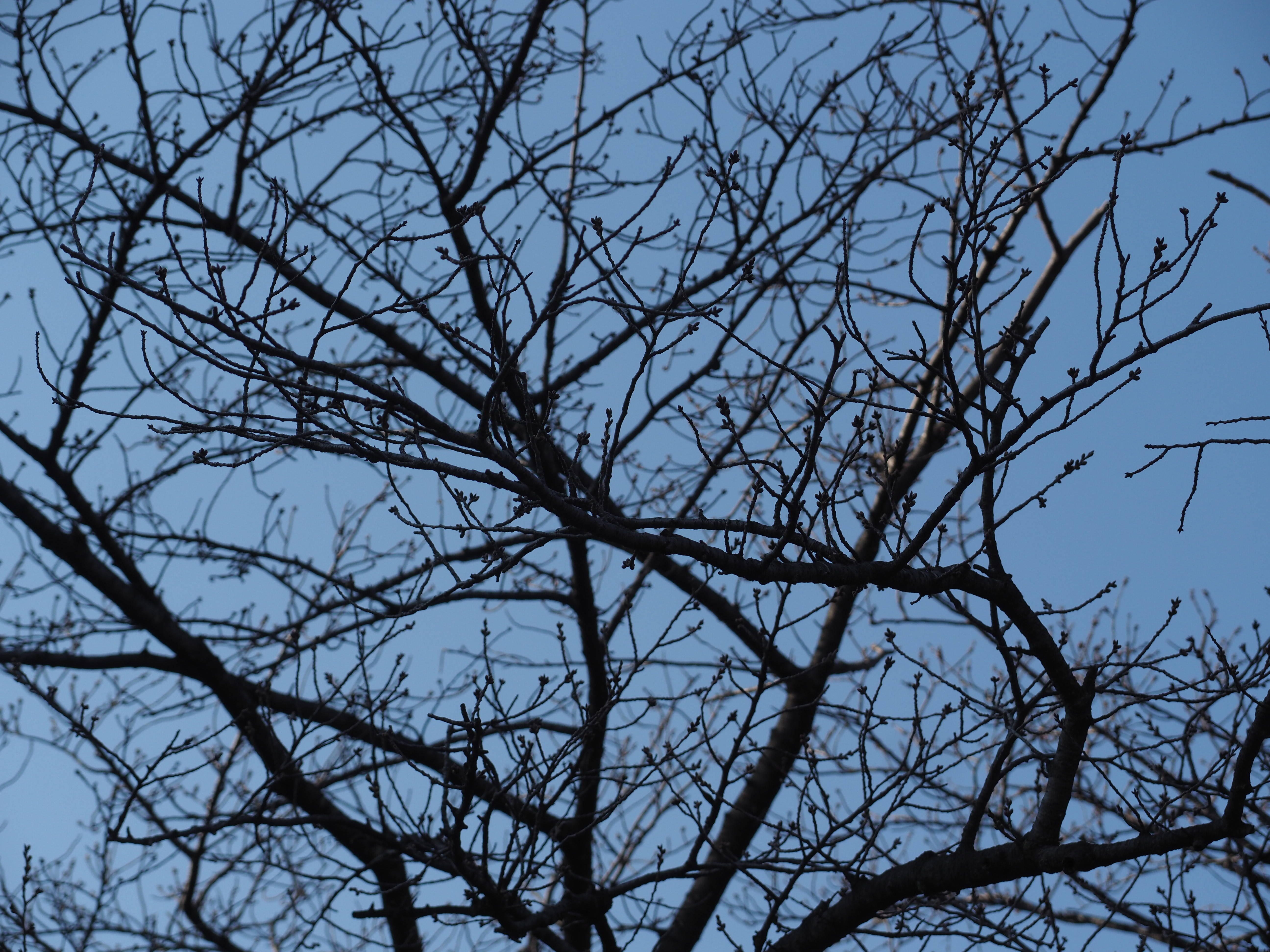 三ツ沢公園桜開花情報【3月15日号】の写真