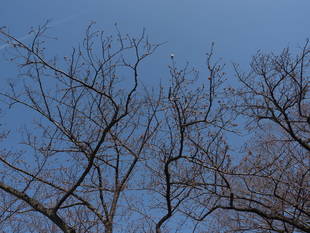 三ツ沢公園桜開花情報【3月22日号】