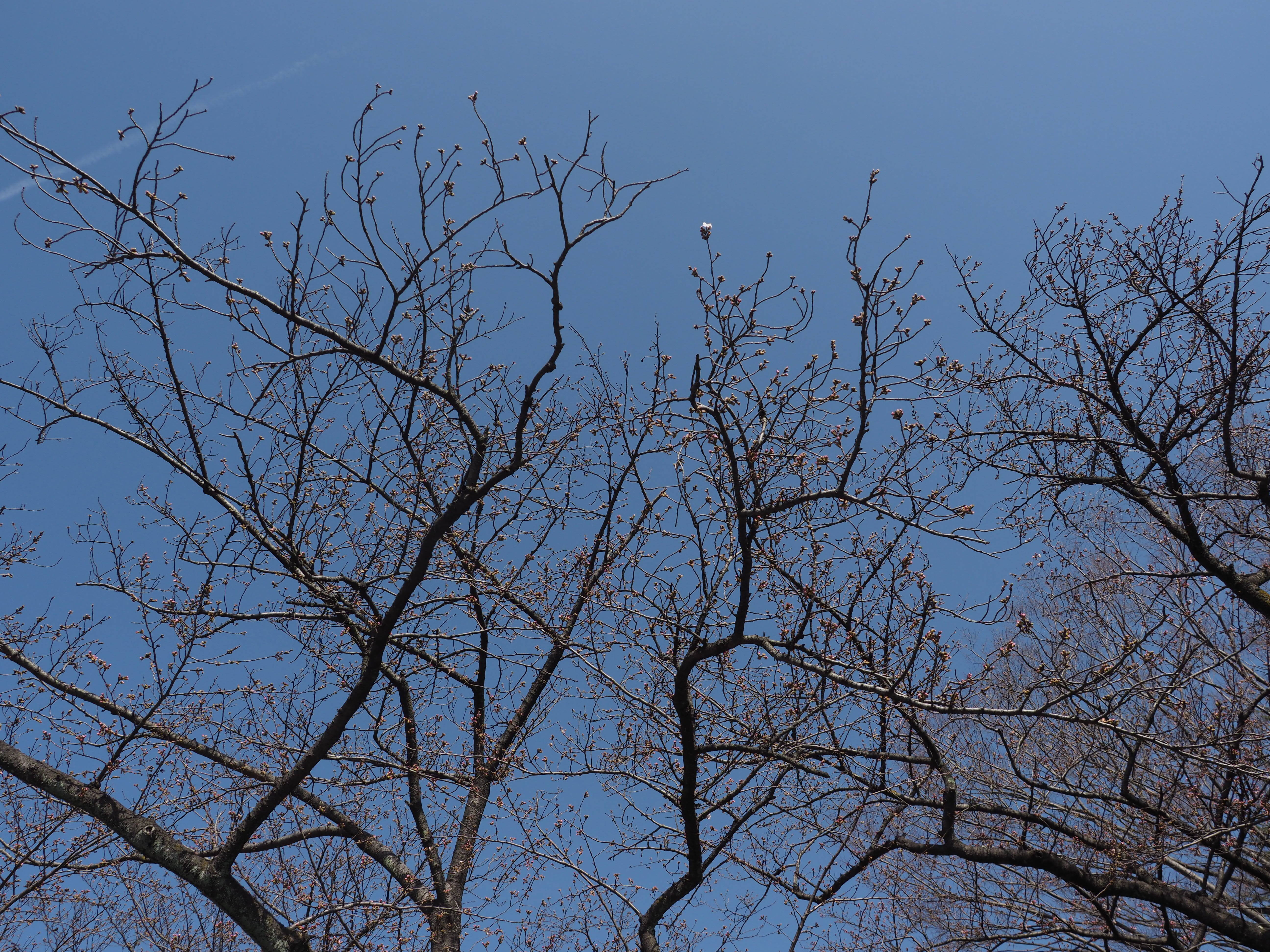 三ツ沢公園桜開花情報【3月22日号】の写真