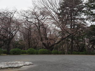 三ツ沢公園桜開花情報【3月23日号】