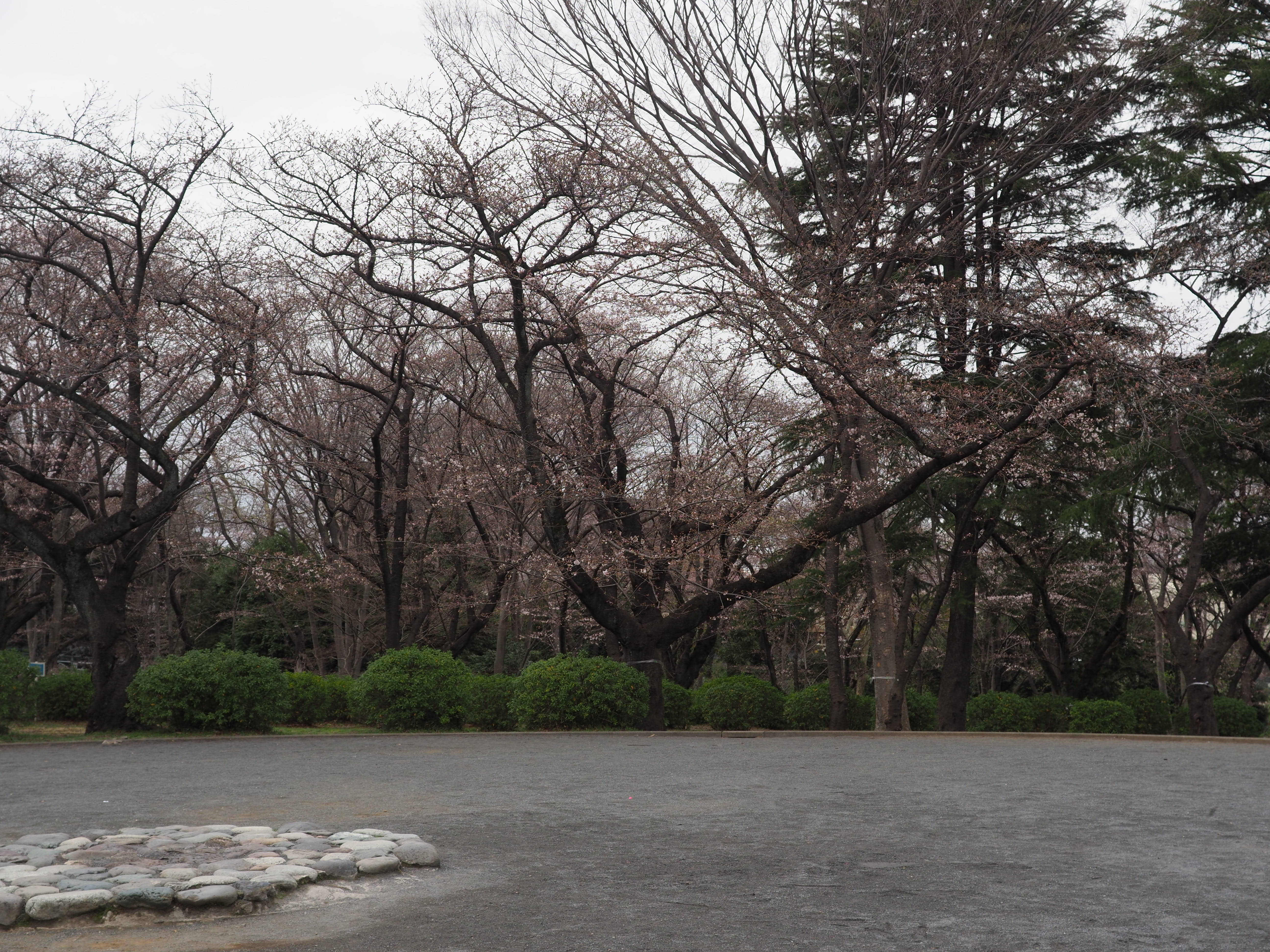 三ツ沢公園桜開花情報【3月23日号】の写真