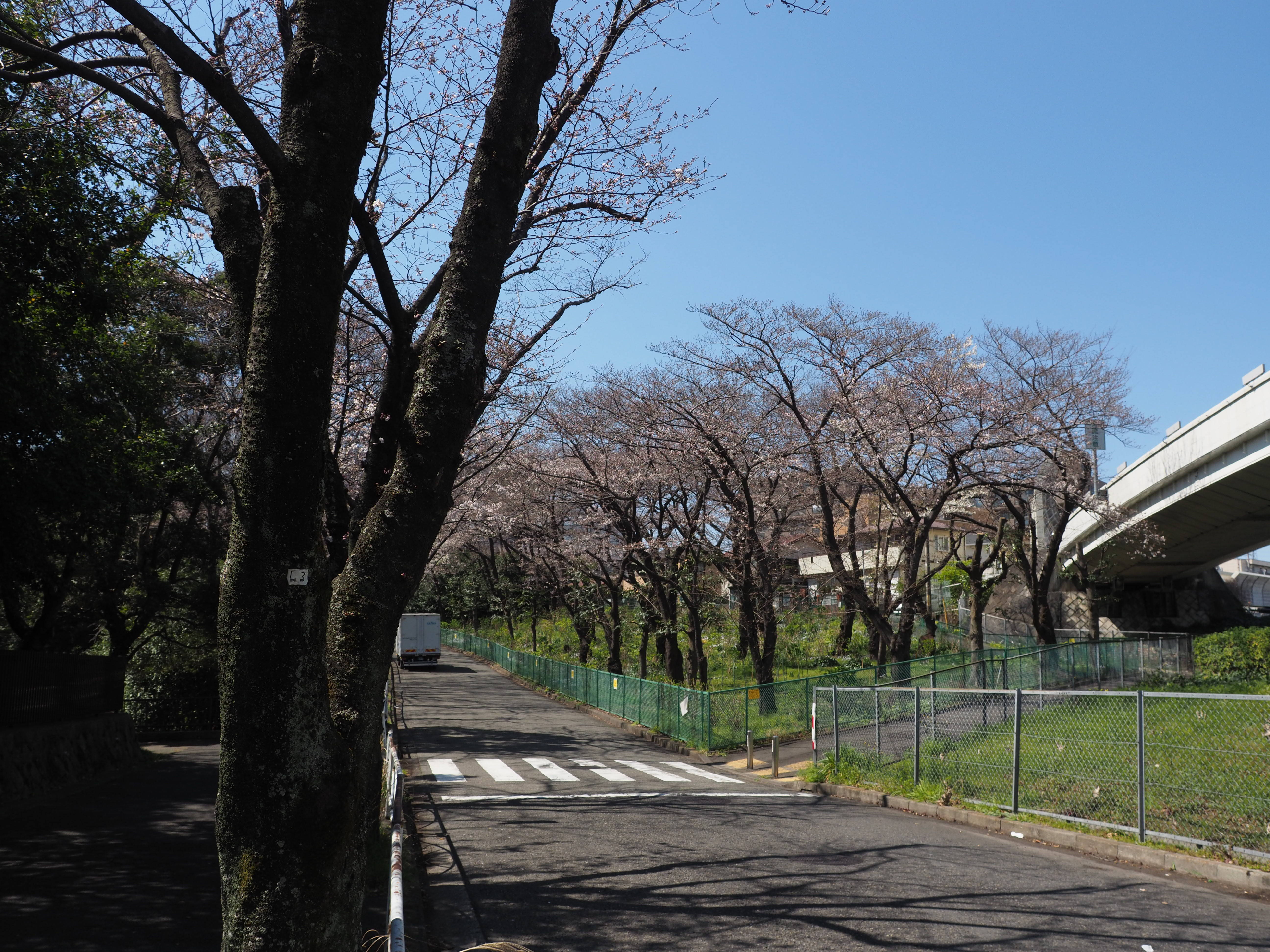 三ツ沢公園桜開花情報【3月25日号】の写真