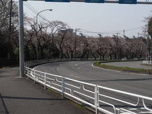 三ツ沢公園桜開花情報【3月27日号】