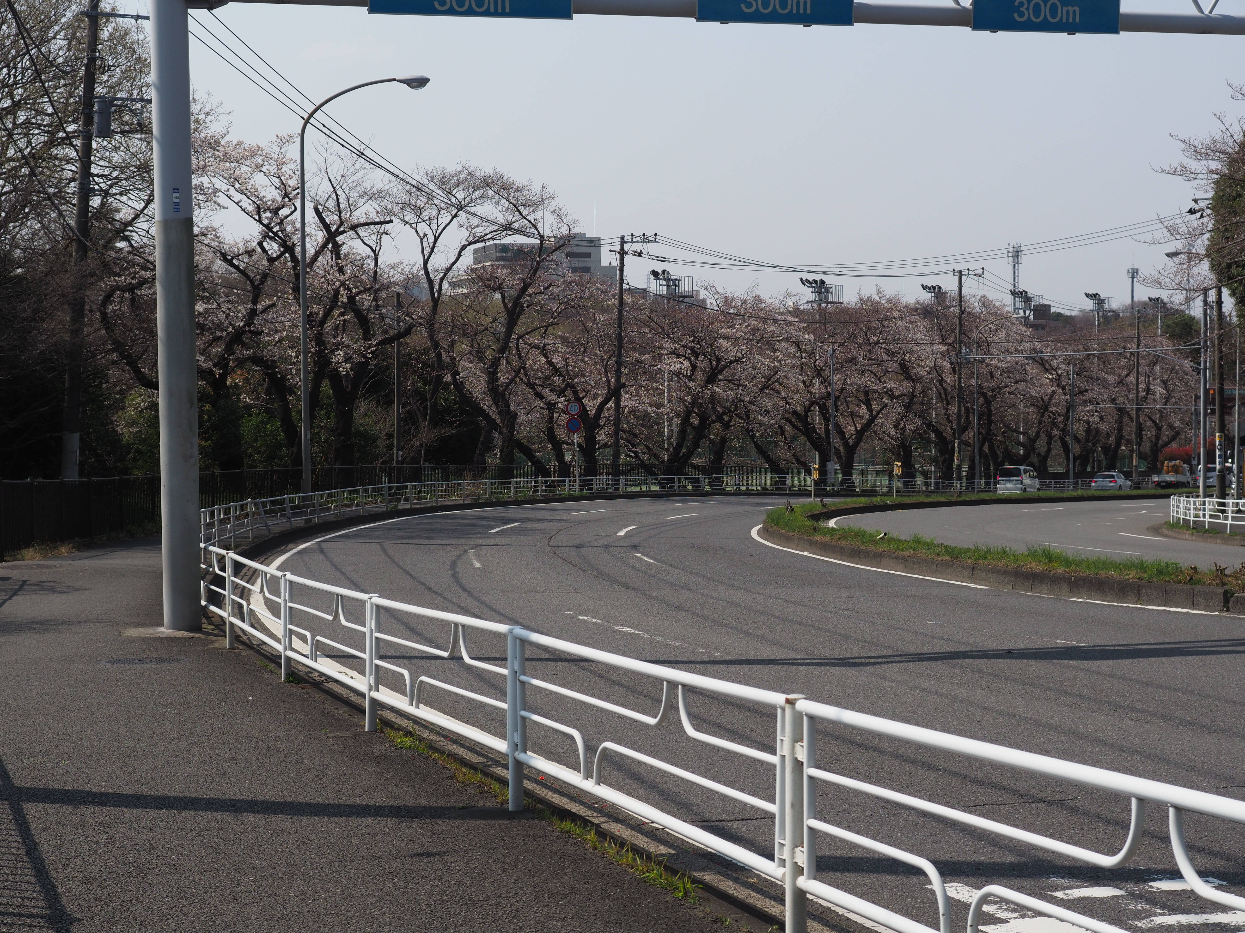 三ツ沢公園桜開花情報【3月27日号】の写真