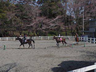 三ツ沢公園桜開花情報【3月28日号】