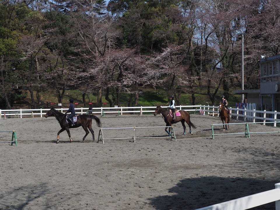 三ツ沢公園桜開花情報【3月28日号】の写真