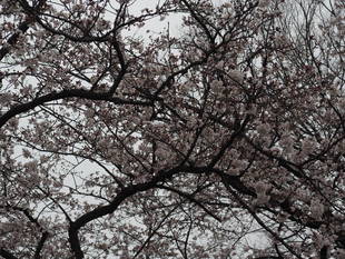 三ツ沢公園桜開花情報【3月29日号】