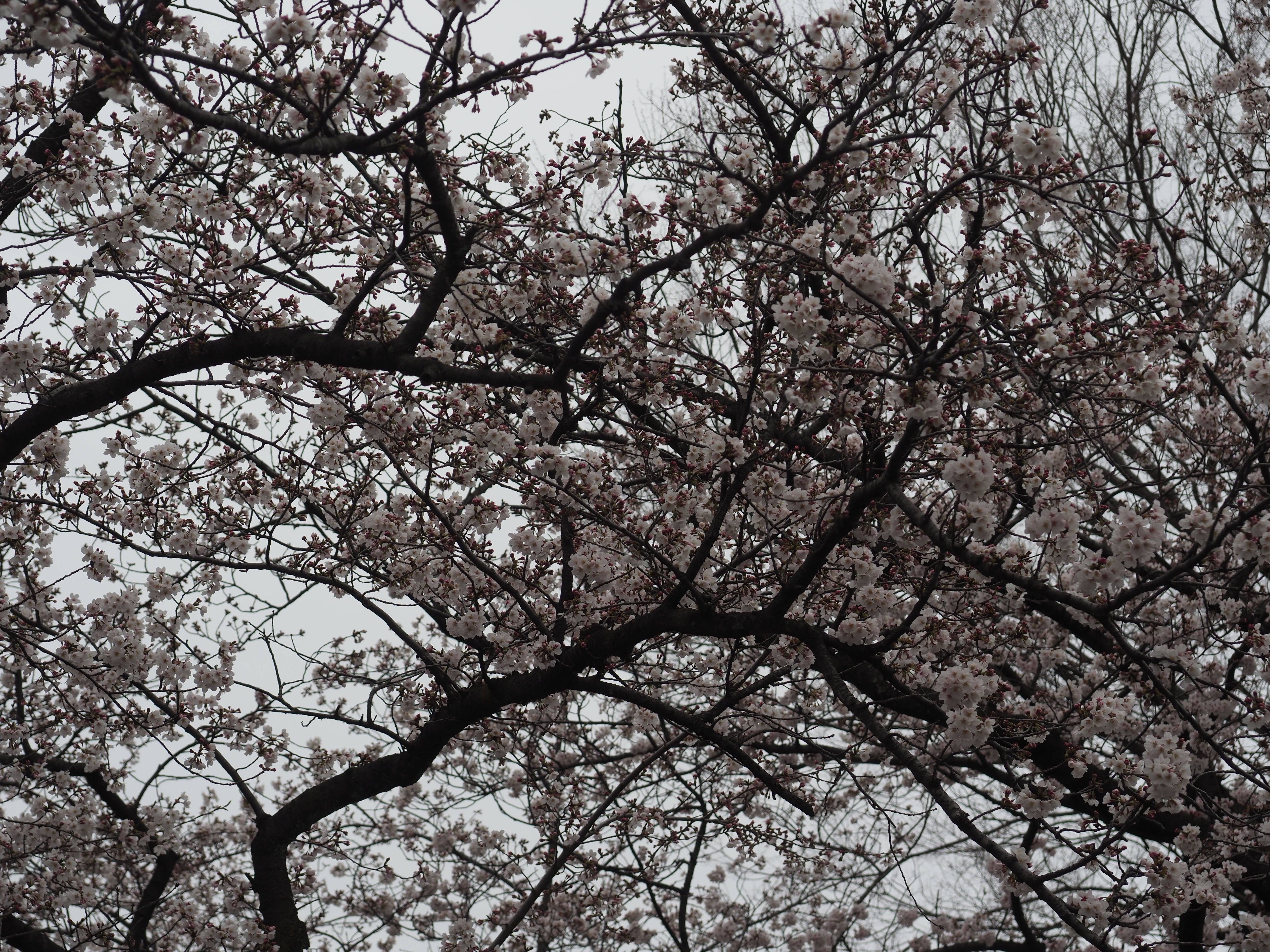 三ツ沢公園桜開花情報【3月29日号】の写真