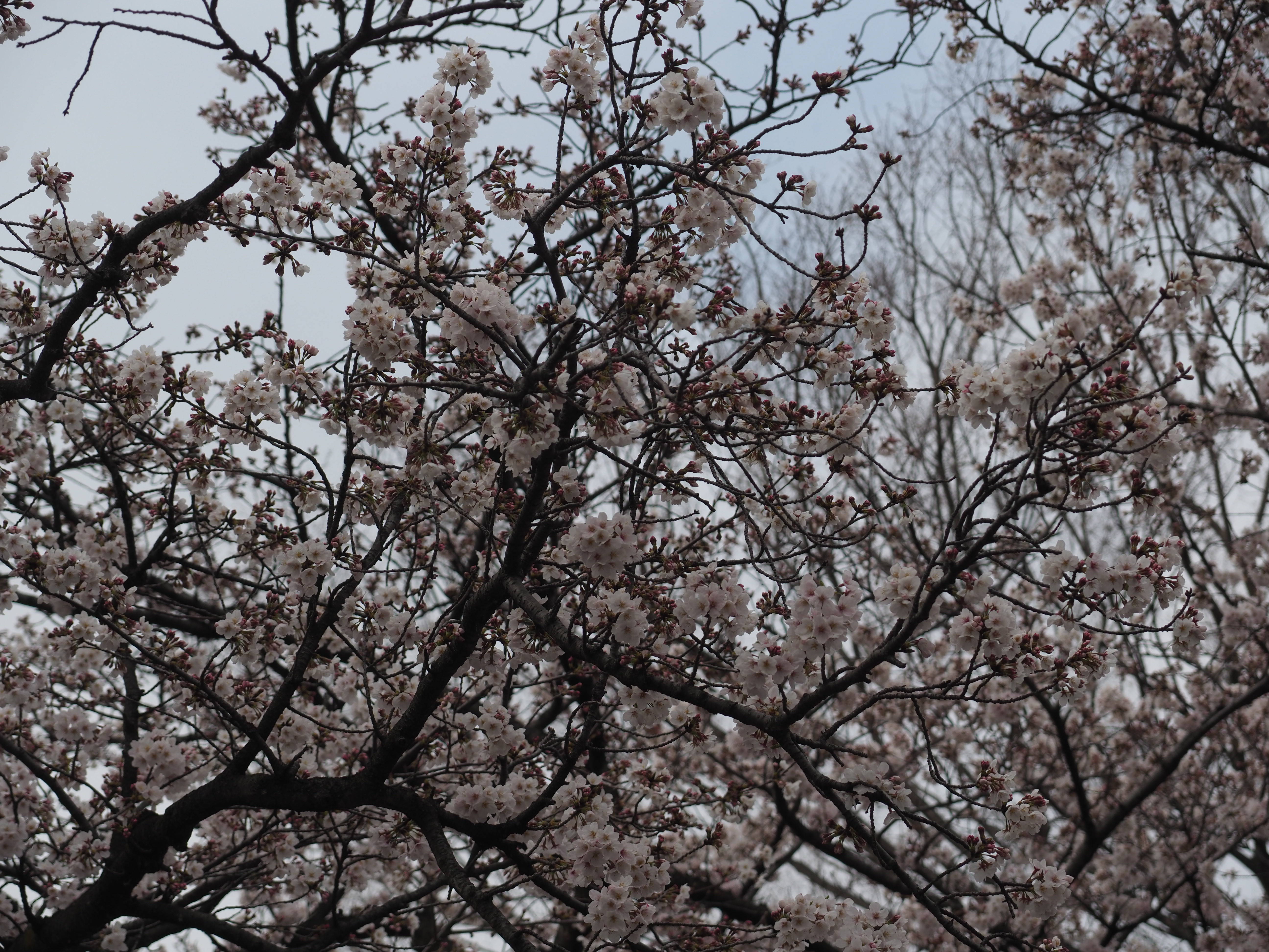 三ツ沢公園桜開花情報【3月30日号】の写真